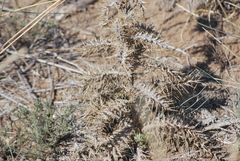 Cirsium ochrocentrum