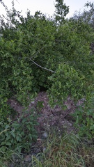 Celtis pallida