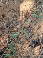 Convolvulus sagittatus