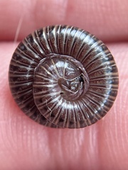 Parajulidae
