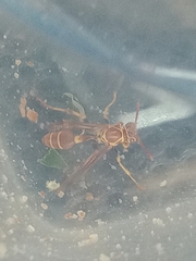 Mischocyttarus mexicanus cubicola