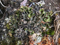 Solorina saccata