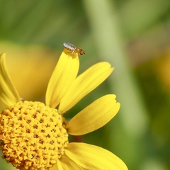 Thaumatomyia