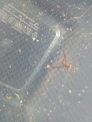 Mischocyttarus mexicanus cubicola