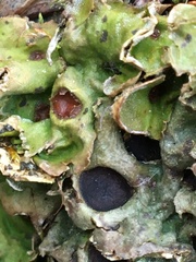 Solorina saccata