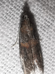 Acrobasis bithynella