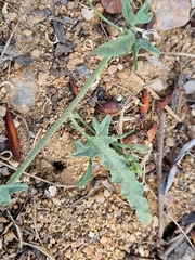 Convolvulus sagittatus