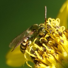 Agapostemon