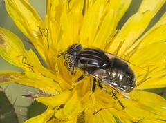 Eristalinus aeneus