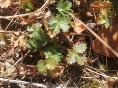 Potentilla gelida