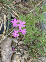 Glandularia gooddingii