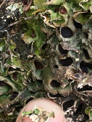Solorina saccata