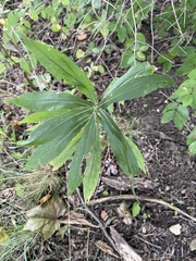 Asteromyia carbonifera