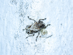 Aegomorphus consentaneus