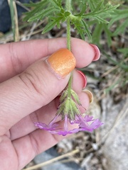 Glandularia gooddingii