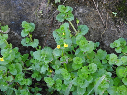Erythranthe glabrata (Erythranthe glabrata)