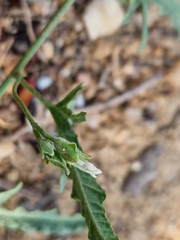 Convolvulus sagittatus