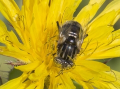 Eristalinus aeneus