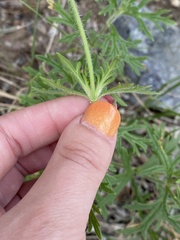 Glandularia gooddingii