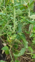 Epicauta cinerea-group