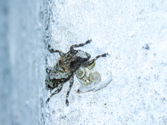 Aegomorphus consentaneus