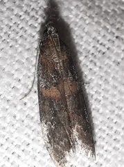 Acrobasis bithynella