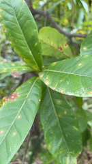 Quercus imbricaria