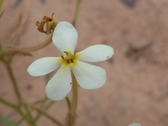 Polycarena batteniana
