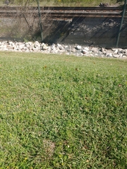 Stenotaphrum secundatum