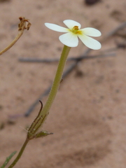 Polycarena batteniana