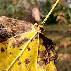 Eriophyes diversipunctatus