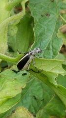 Epicauta cinerea-group