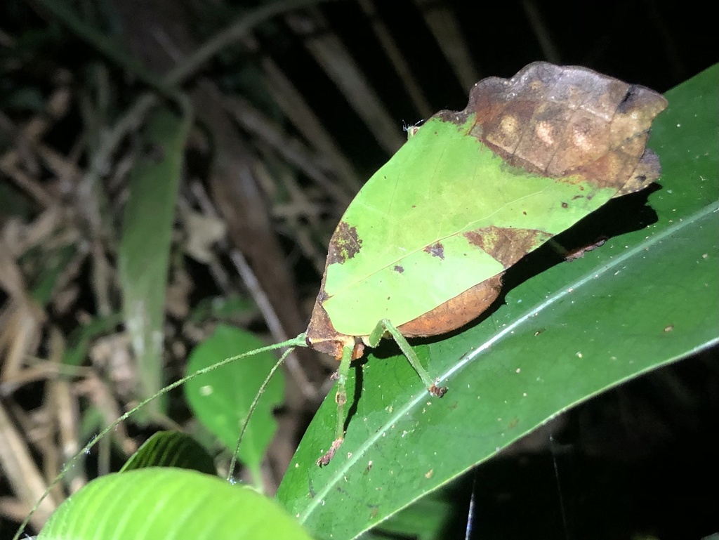 Neotropical Leaf Katydids