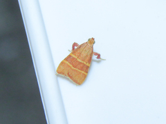 Parachma ochracealis