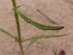 Polycarena batteniana