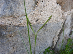 Paspalum notatum