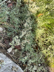 Paronychia argyrocoma