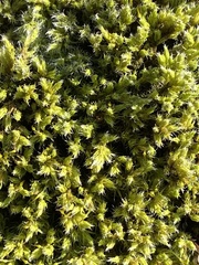 Racomitrium canescens