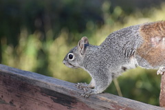 Sciurus arizonensis