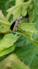 Epicauta cinerea-group