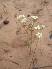 Polycarena batteniana