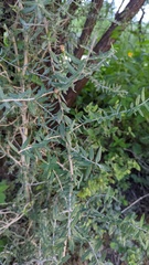 Aloysia gratissima