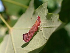 Apache degeeri