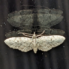 Eupithecia