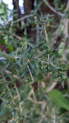 Aloysia gratissima