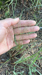 Eragrostis