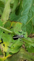 Epicauta cinerea-group