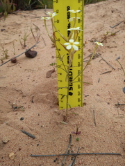 Polycarena batteniana