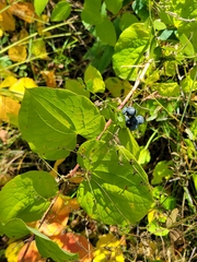 Smilax lasioneura