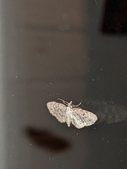 Eupithecia